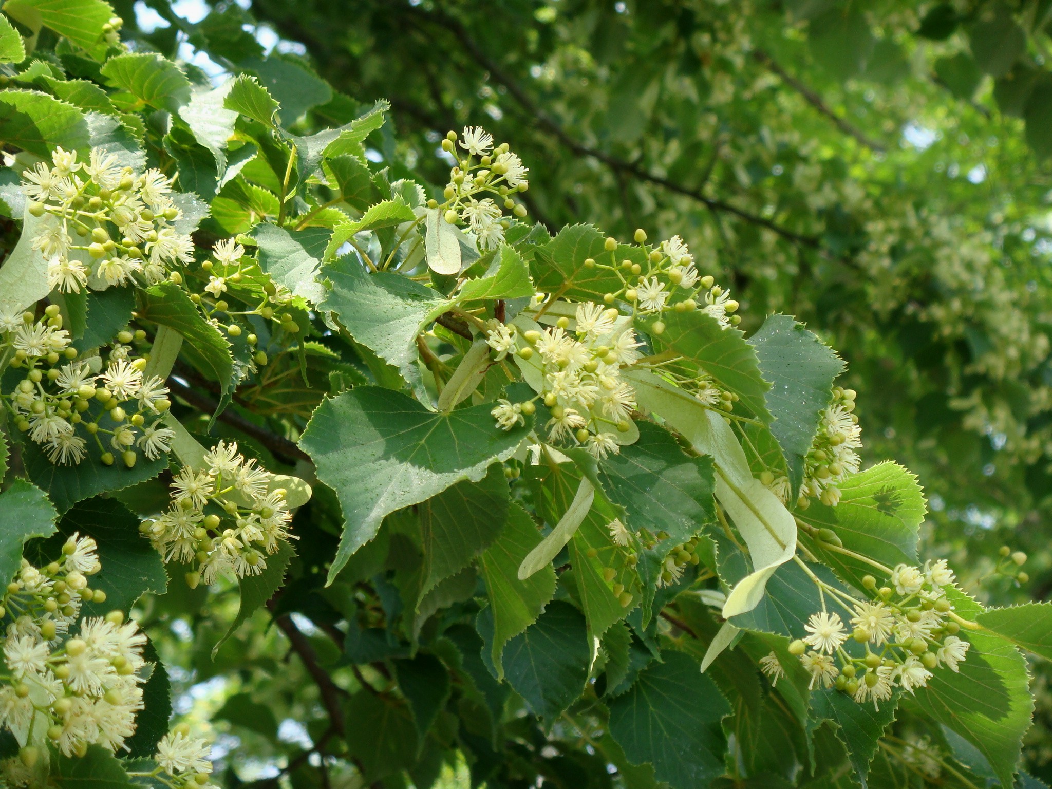 Tilia japonica (Miquel) Simonkai